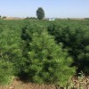 1米、1.5米白皮松精品苗 西明白皮松 陜西白皮松