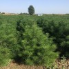 1米、1.5米白皮松精品苗 西明白皮松 陜西白皮松