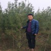 供應白皮松3米，3.5米工程占地苗 西明占地苗