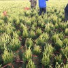 供應5公分高小苗、1-6米白皮松綠化，占地苗！