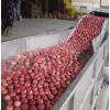 蔬菜清洗機(jī) 水果自動清洗機(jī)