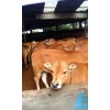 哪里有樣西門塔爾牛的 純種魯西黃牛小牛犢出售免費運輸