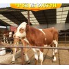 小牛犢價格肉牛品種選西門塔爾牛犢廠家直銷免費運輸