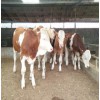哪里有賣小牛犢的 肉牛犢價格 西門塔爾牛價格