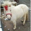 馬多少錢一匹 中寬矮馬價格 伊犁馬品種