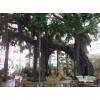 生物園仿真榕樹