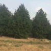 白皮松苗圃基地 陜西2米白皮松 2.5米藍田白皮松 白皮松 廠家直銷 價格優惠