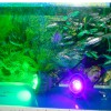 LED車床機臺工作燈潛艇人倉船用防爆燈防水誘魚燈=Bowtech室內(nèi)燈