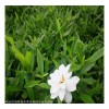 杜鵑花多少錢一株 綠化施工用小苗 苗子長勢(shì)優(yōu)良