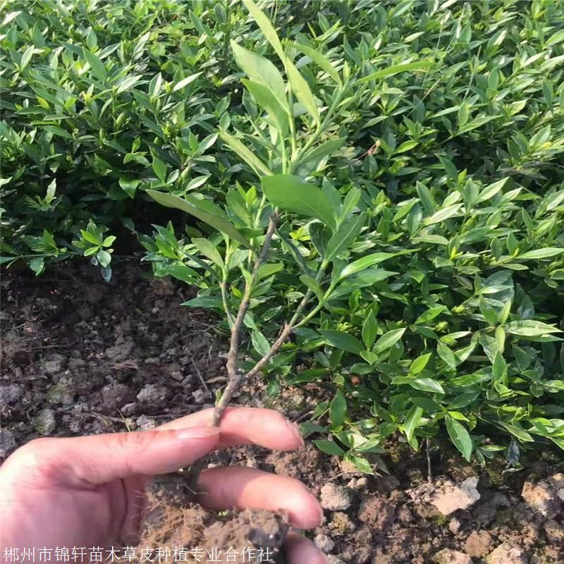 毛杜鵑價格綠化施工用小苗 苗子長勢優(yōu)良