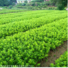 毛鵑供應(yīng) 綠化施工用小苗 苗子長勢優(yōu)良