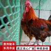 土雞