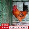 土雞綠殼蛋雞 五黑雞 五黑綠殼蛋雞 雞苗批發 哪里有雞苗批發 土雞苗批發 貴州哪里有土雞苗