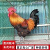 良鳳花 鐵腳麻 肉雞苗 脫溫苗 蛋雞苗 種雞場 雞苗孵化場
