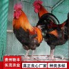 土雞雞苗批發 哪里有雞苗批發 土雞苗批發