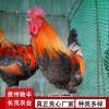 土雞青腳麻 鐵腳麻 肉雞苗 脫溫苗 蛋雞苗 種雞場 土雞苗批發