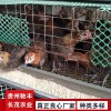 土雞苗綠殼蛋雞 五黑雞 五黑綠殼蛋雞 雞苗批發 哪里有雞苗批發 土雞苗批發 貴州哪里有土雞苗