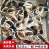 土雞苗哪里有雞苗批發(fā) 土雞苗批發(fā)