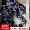 土雞苗 K9雞苗  882雞苗  雞苗批發 哪里有雞苗批發 土雞苗批發 貴州哪里有土雞苗