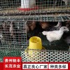 土雞苗養雞場養殖場孵化場快大黃