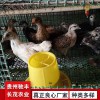 土雞苗苗批發 哪里有雞苗批發 土雞苗批發