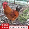 土雞養雞場養殖場孵化場