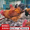 鐵腳麻