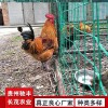 土雞