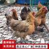 鐵腳麻