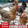 鐵腳麻