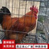 良鳳花