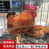 良鳳花