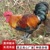 養雞場養殖場孵化場土雞