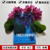 藍色亞克力板透明有機玻璃板材定制淺藍色材料亞克力定做加工切割廣告裝飾板材藍色亞克力