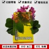 彩色亞克力板定制透明有機玻璃板加工熒光黃色有機塑料板材切割做廣告板定做