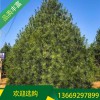 白皮松報價_5米白皮松價格_宏遠白皮松_苗圃基地