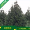 白皮松市場價格_4米白皮松價格_宏遠白皮松4米白皮松報價