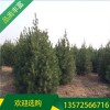 白皮松樹苗_精品2米白皮松_宏遠白皮松_短毛品種