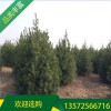 白皮松樹苗_精品2米白皮松_宏遠白皮松_短毛品種