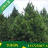 陜西白皮松基地_2.5米白皮松價位_宏遠白皮松_苗圃貨源