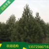 白皮松_3米工程白皮松苗_宏遠白皮松_白皮松養護技術