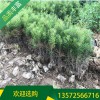 白皮松30公分起步苗_白皮松小苗_宏遠白皮松_短毛品種