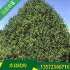 宏遠白皮松_5米一級白皮松_精品苗基地