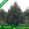 白皮松市場價格_4米白皮松價格_宏遠白皮松_4米白皮松報價