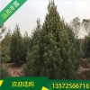 白皮松_3米工程白皮松苗_宏遠白皮松_白皮松養護技術