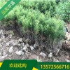 白皮松30公分起步苗_白皮松小苗_宏遠白皮松_短毛品種
