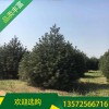 白皮松苗圃地_3.5米白皮松價格_宏遠白皮松_綠化工程苗