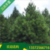 4.5米白皮松價格_白皮松產地_西安宏遠白皮松_質優價廉