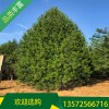 藍田5米白皮松_藍田白皮松價格_求購藍田白皮松