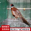 野雞珍禽和家禽養(yǎng)殖養(yǎng)殖基地品種多樣